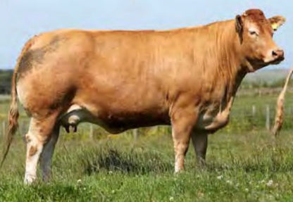 MILLERTIME TOPSPOT (FEMALE SEXED)