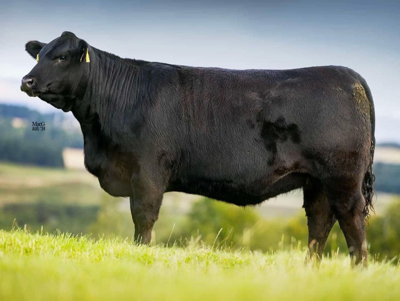 TEXAS ICEMAN R725 - (SEXED MALE SEMEN)