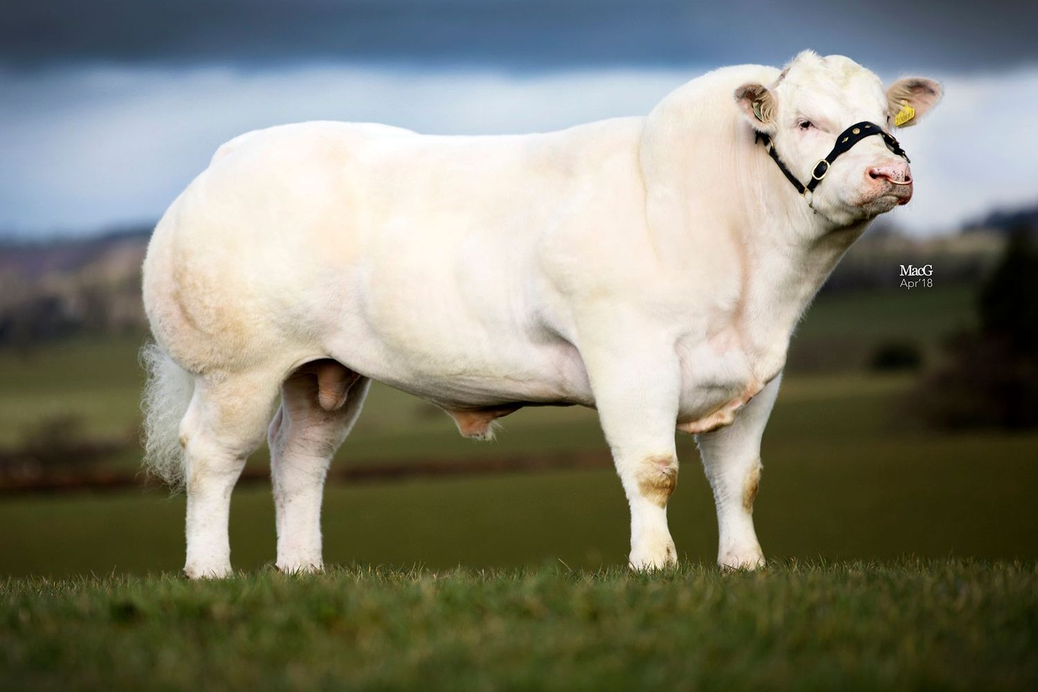 SOLWAY VIEW LARENZO – Ibreeder
