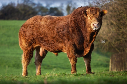 MILLERTIME TOPSPOT (FEMALE SEXED)