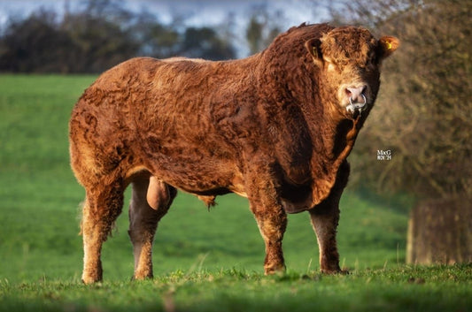 MILLERTIME TOPSPOT (FEMALE SEXED)
