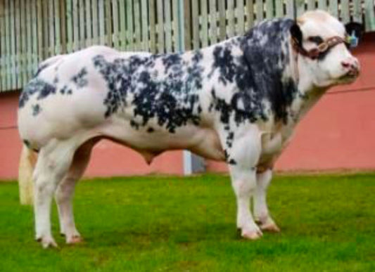 BLUEBELL CONOR