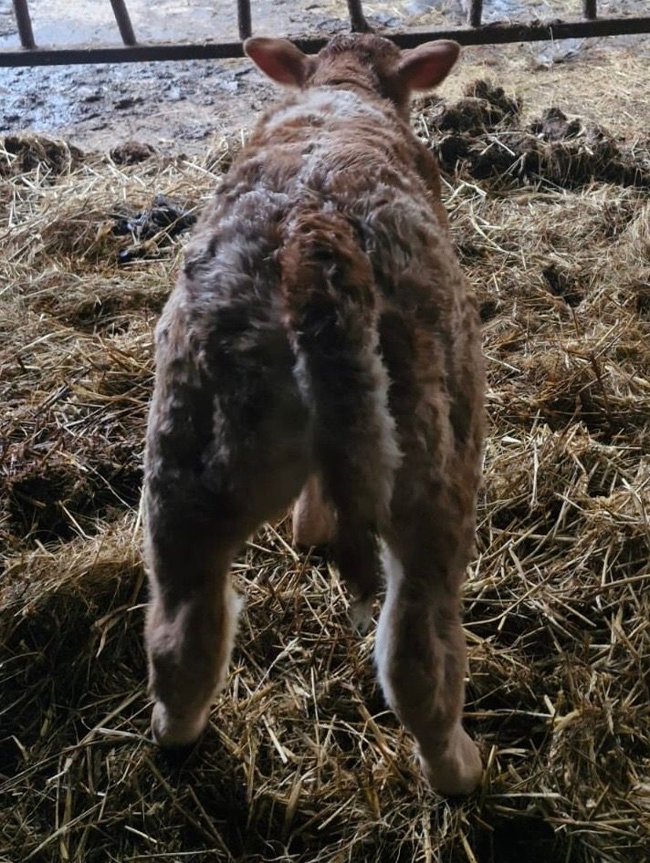 MILLERTIME TOPSPOT (FEMALE SEXED)