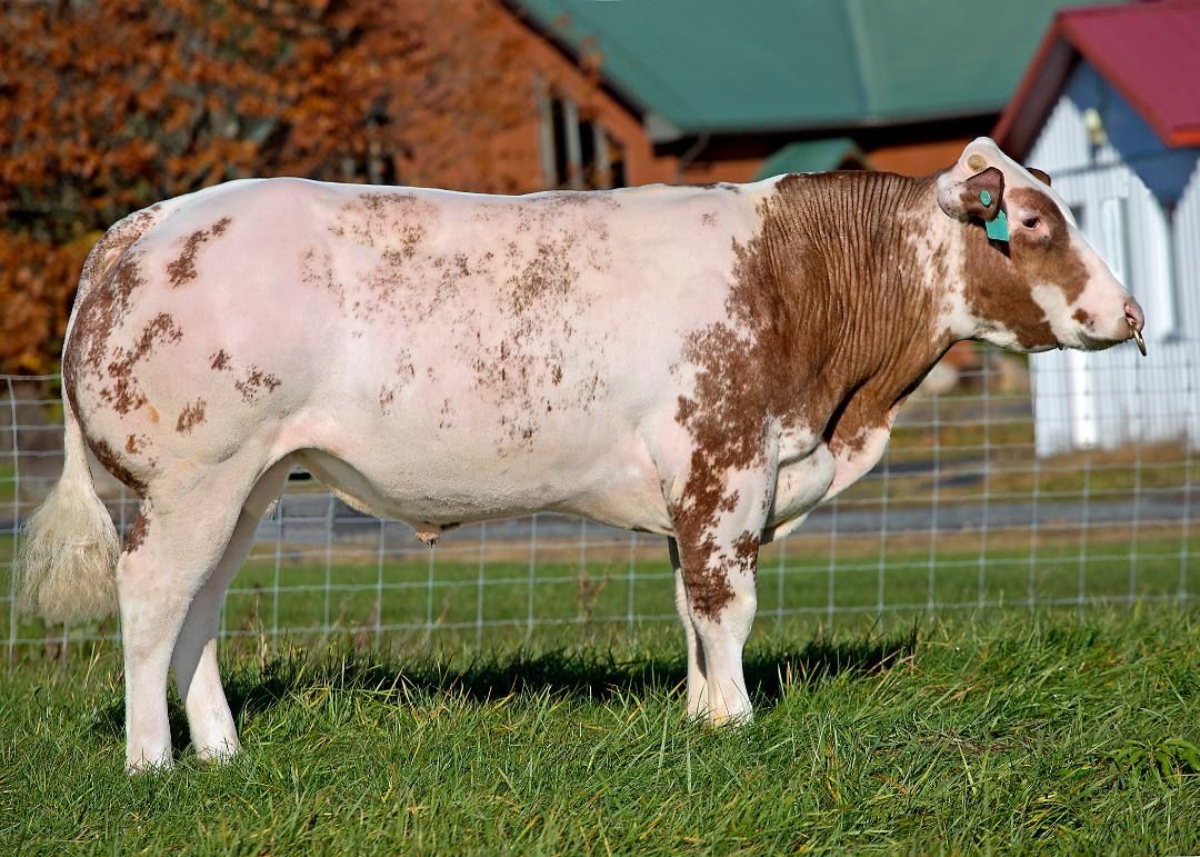 IDEALE POLLED HANDSOME RED