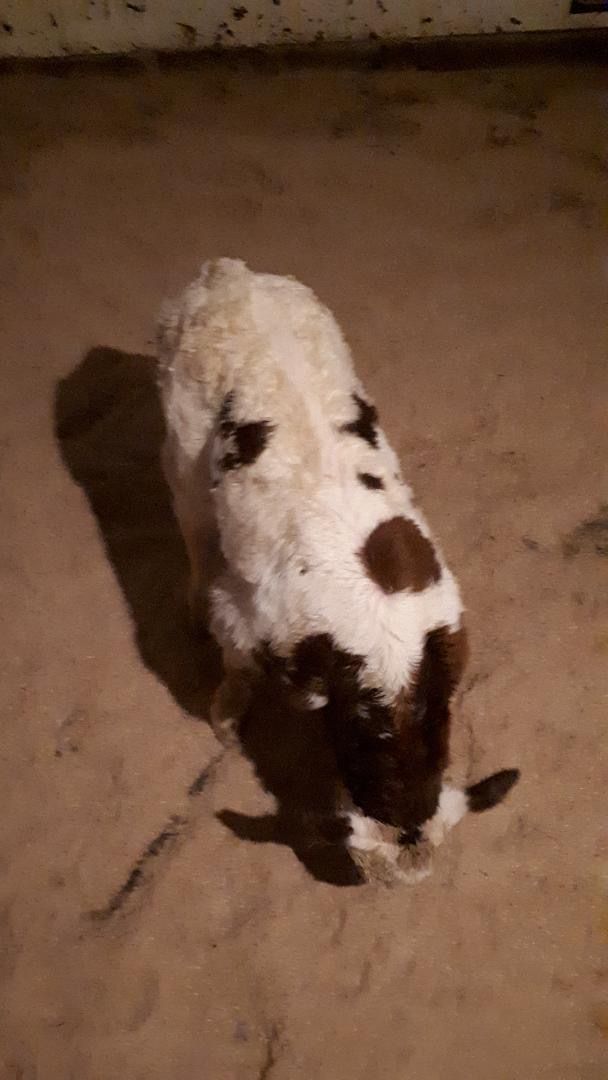 IDEALE POLLED HANDSOME RED