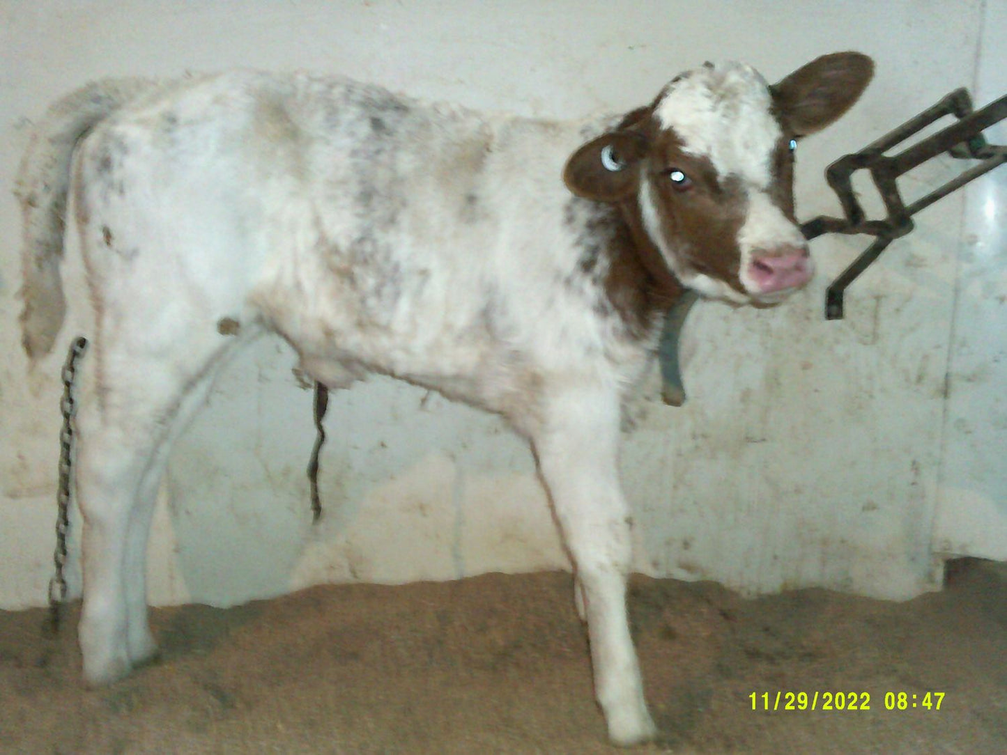 IDEALE POLLED HANDSOME RED