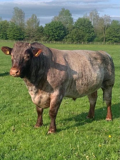 MINESHOP PATENTS LEADER (P) EX93