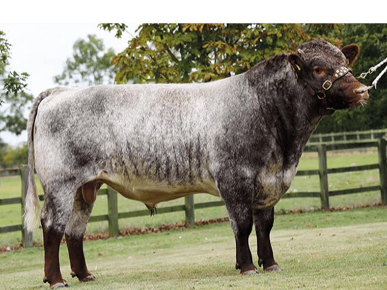 MINESHOP PATENTS LEADER (P) EX93