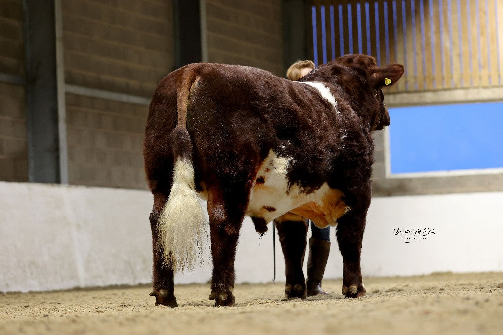 RUNLEYMILL REGGIE (H) EX93