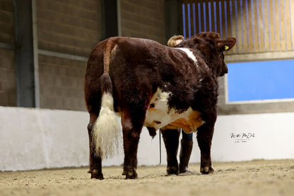 RUNLEYMILL REGGIE (H) EX93
