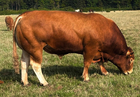 TROUBADOUR PP (homozygous polled)