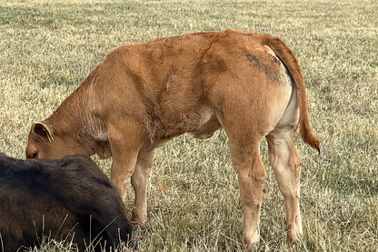 TROUBADOUR PP (homozygous polled)