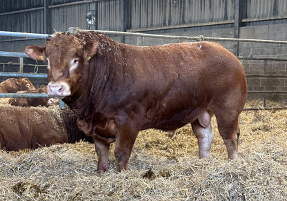 TROUBADOUR PP (homozygous polled)