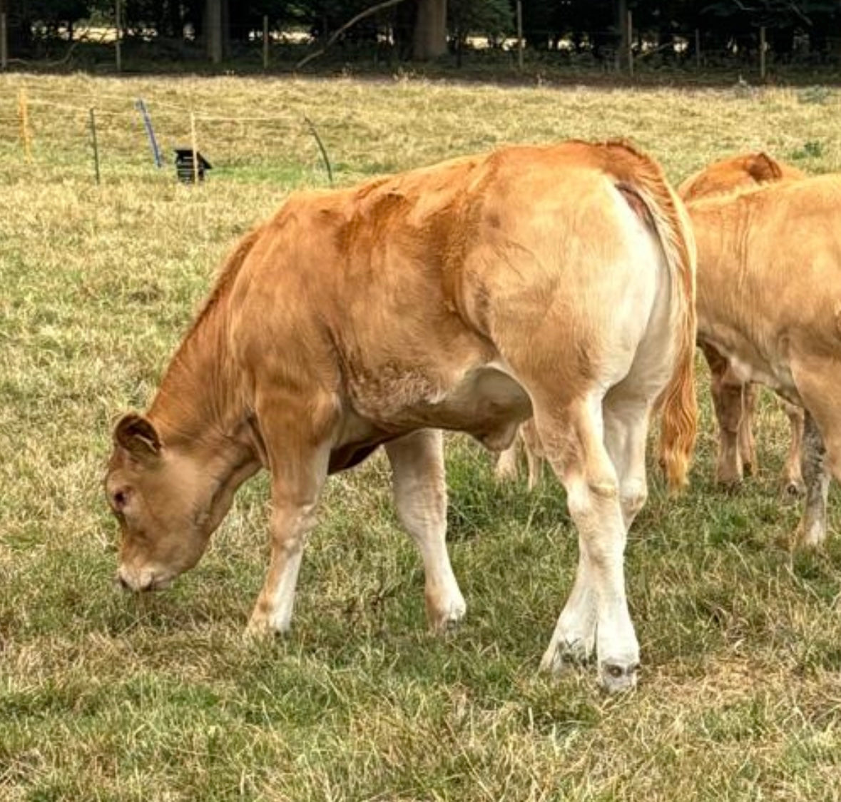 TROUBADOUR PP (homozygous polled)