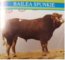 BAILEA SPUNKIE