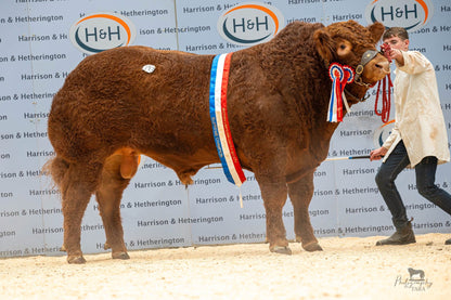 GOLDIES VICTORY (FEMALE SEXED)