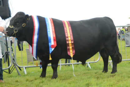 PLANETREE HADES EX94