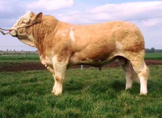 SKERRINGTON FRANKLYN