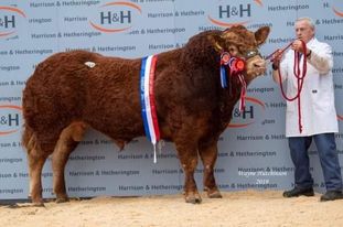 AMPERTAINE OPPORTUNITY