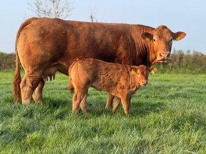TROUBADOUR PP (homozygous polled)