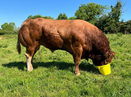 TOMSCHOICE ORIFLAMME