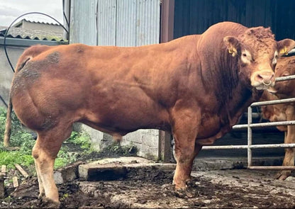 TOMSCHOICE ORIFLAMME