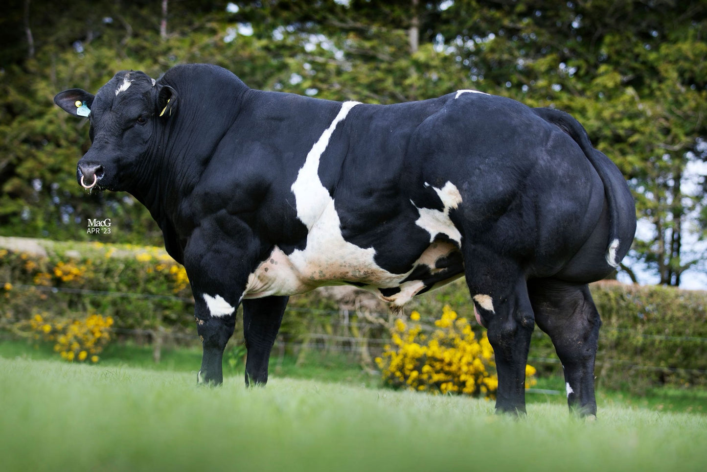 SOLWAY VIEW SOME BOY