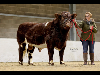 RUNLEYMILL REGGIE (H) EX93