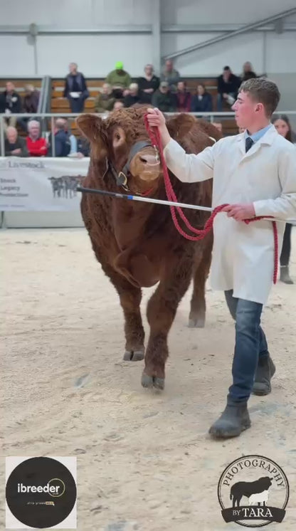 GOLDIES VICTORY (FEMALE SEXED)