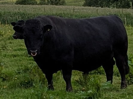 PLANETREE HADES EX94